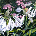 Crinum Latifolium