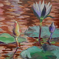 Waterlily Blossom Gibbs Garden